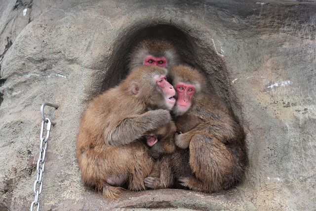 Opičia rodinka.jpg