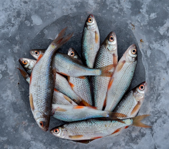 Malé rybky poukladané v ľade